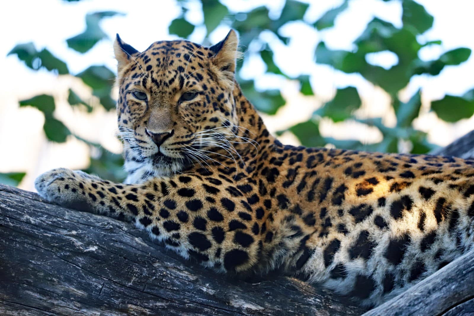 🐾Tierischer Spaß in Karlsruhe