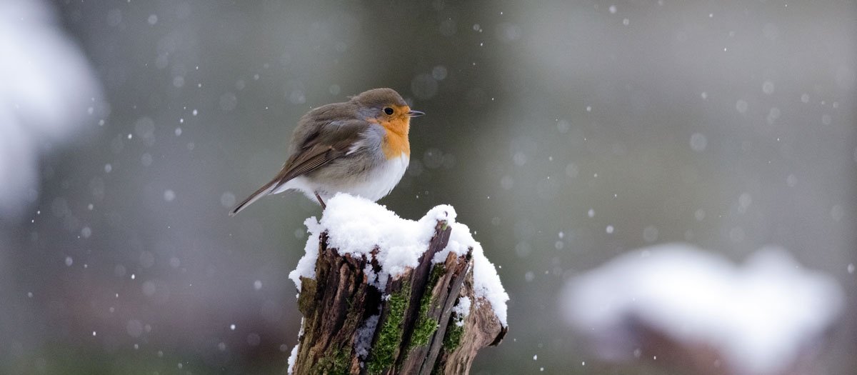 Tier- und Vogelpark Forst
