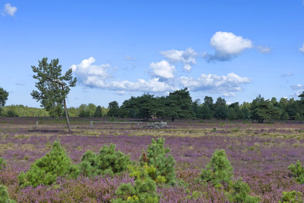 Naturpark Südheide