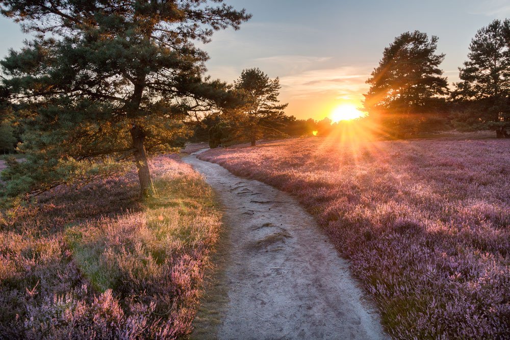 Lüneburger Heide
