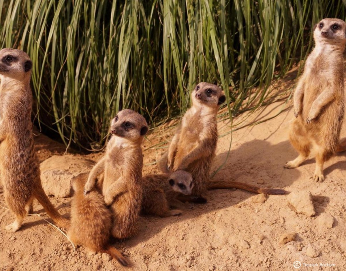 Tierpark + Fossilium Bochum